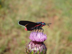 Pyrrhopyge