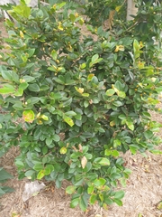 Eugenia reinwardtiana