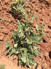 Physalis chenopodifolia