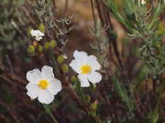 Cistus umbellatus