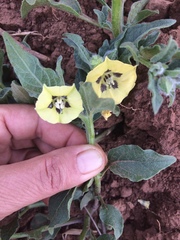 Physalis chenopodifolia