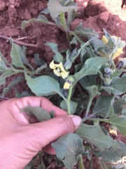 Physalis chenopodifolia