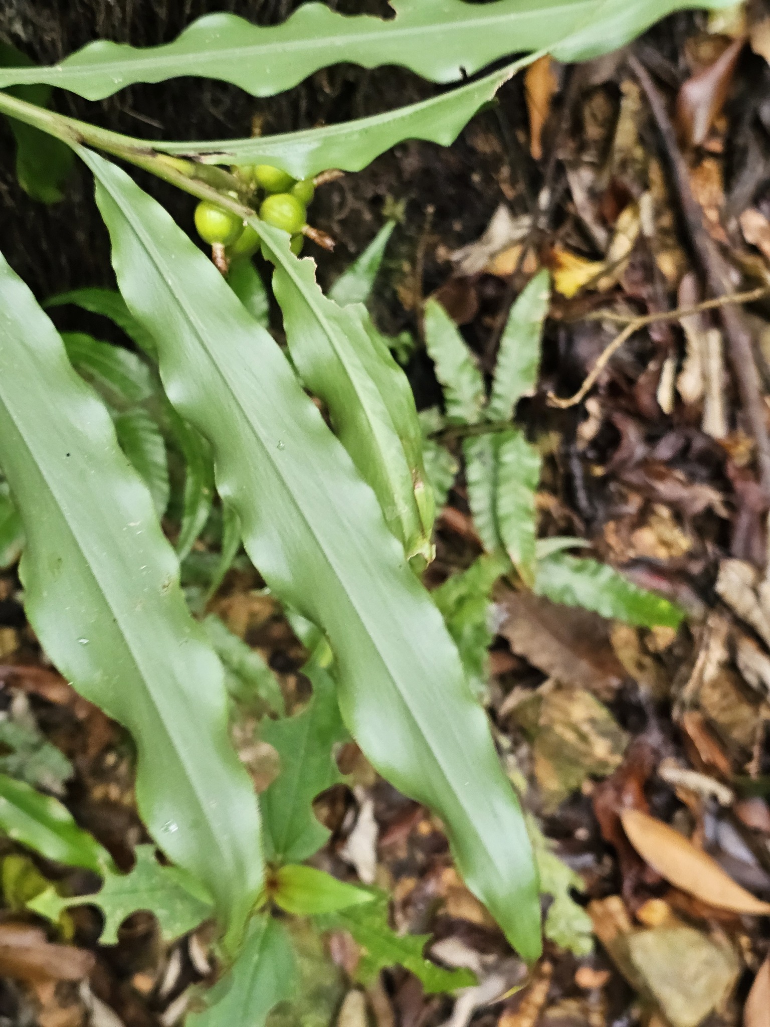 Alpinia pricei Hayata 2