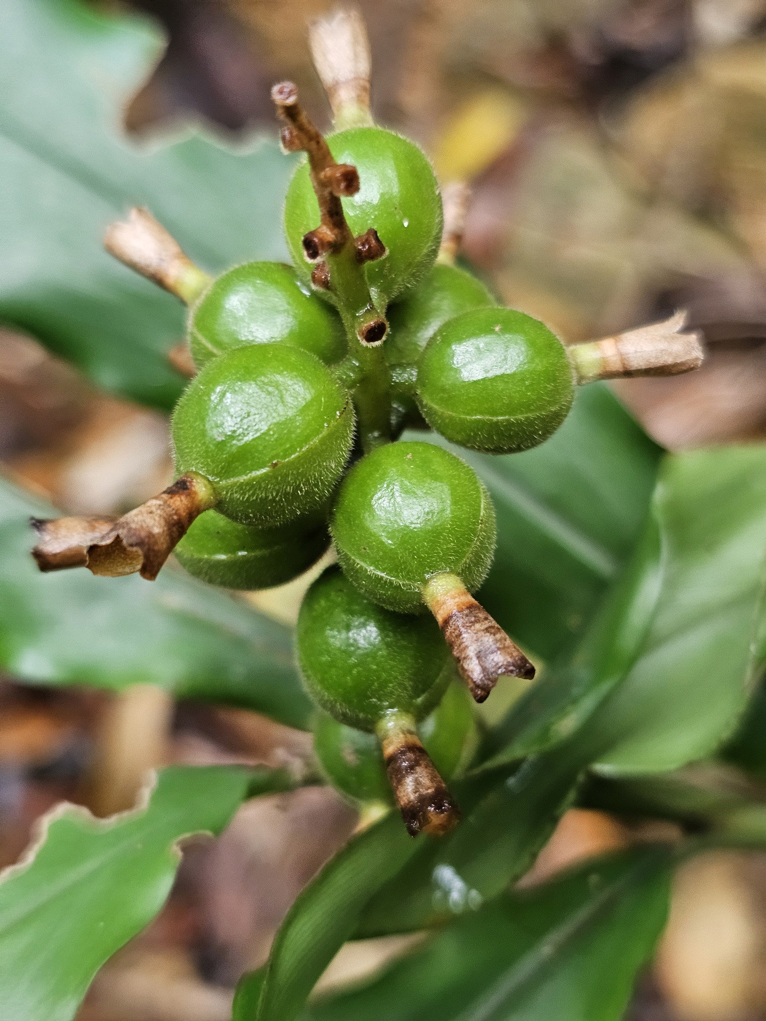 Alpinia pricei Hayata