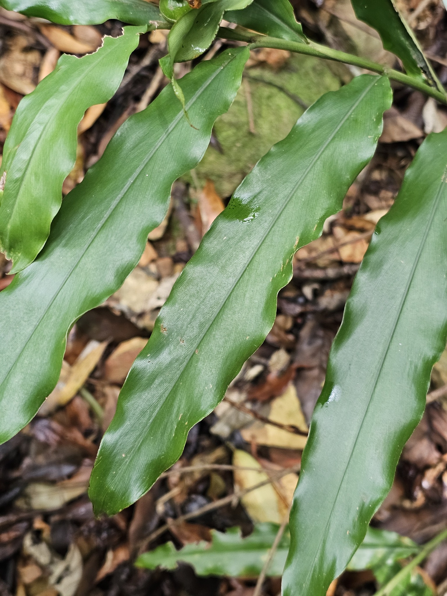 Alpinia pricei Hayata 3