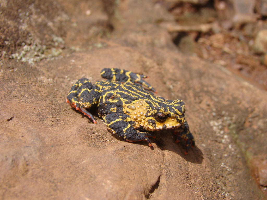 Melanophryniscus spectabilis