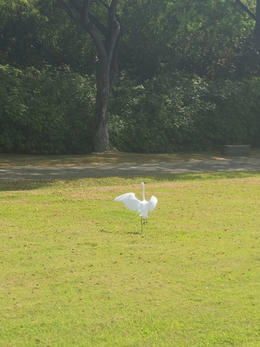 iNaturalist image