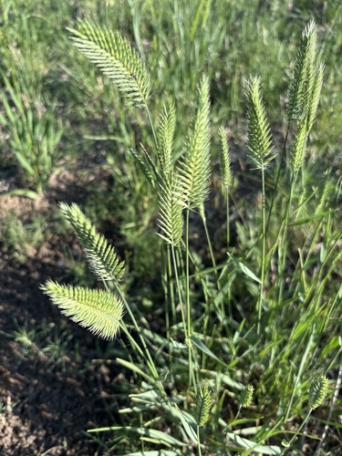 Crested Wheatgrass