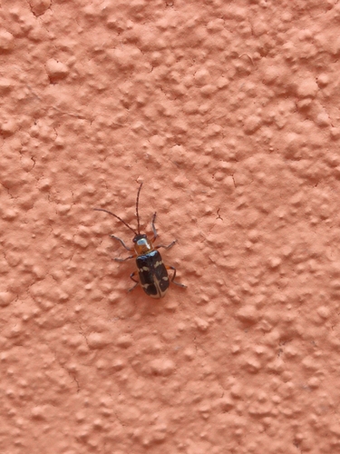 Escarabajo del melón de tres cintas