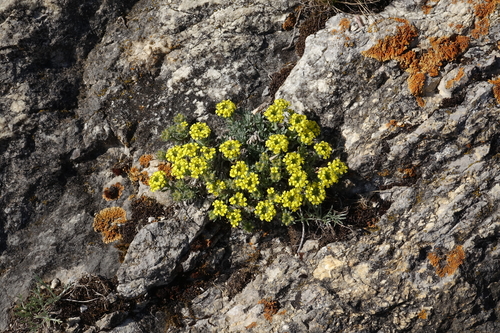 Alyssum lenense, photograph 5