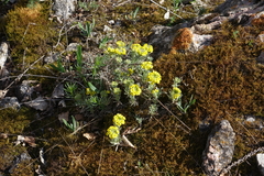 Alyssum lenense, photograph (c) Oleg Kosterin, some rights reserved (CC BY)