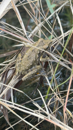 Kennedy's Snouted Treefrog, Scinax kennedyi