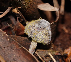 Neobarya agaricicola