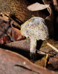 Neobarya agaricicola