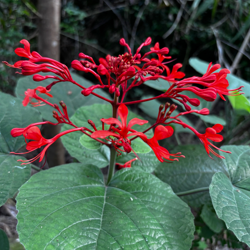 Clerodendrum speciosissimum, photograph 1
