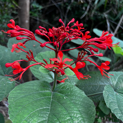 Clerodendrum speciosissimum, photograph (c) Gabriel, some rights reserved (CC BY)