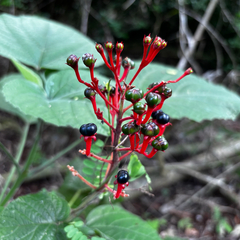 Clerodendrum speciosissimum, photograph (c) Gabriel, some rights reserved (CC BY)