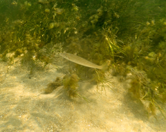 Sillaginodes punctatus