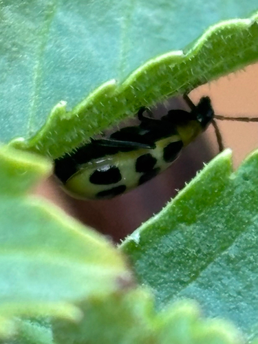 Spotted Cucumber Beetle