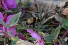 Bombus kluanensis