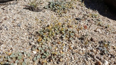 Eriogonum reniforme