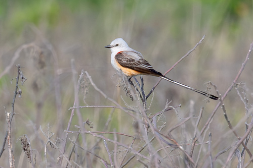 Scissor-tailed Flycatcher