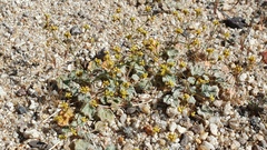Eriogonum reniforme