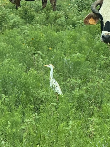 iNaturalist image