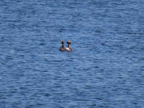 Horned Grebe