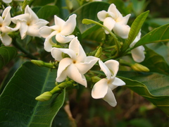 Tabernaemontana catharinensis