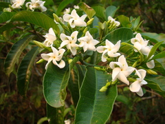 Tabernaemontana catharinensis