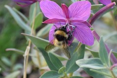 Bombus kluanensis