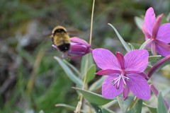 Bombus kluanensis