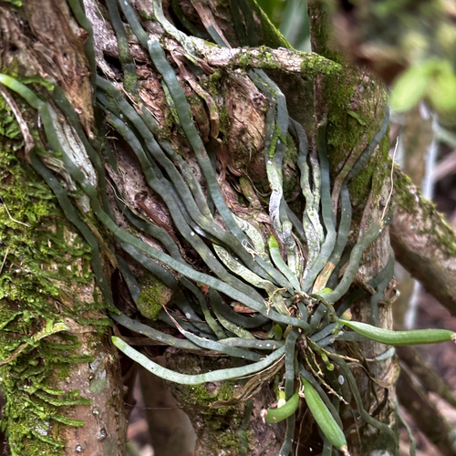 Taeniophyllum marianense observed 2026-06-06