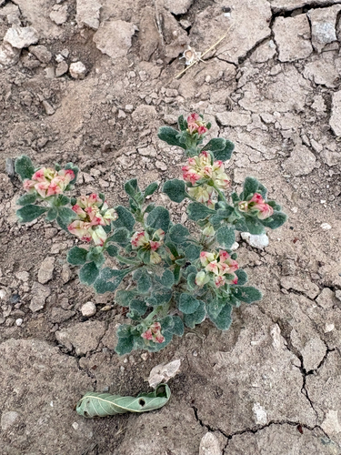 Abert's buckwheat