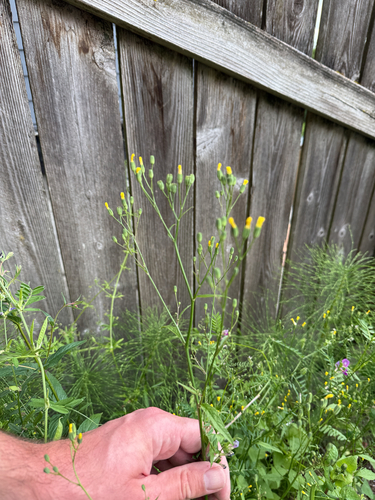 nipplewort