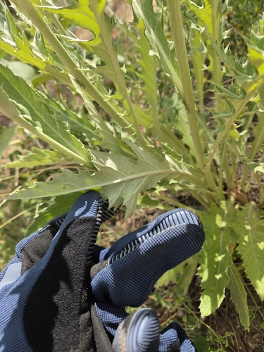 Cirsium brevifolium observed 2026-06-05