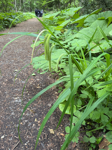 Carex shimidzensis iNat (1)