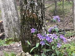 Phlox divaricata