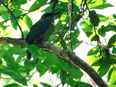 Momotus coeruliceps