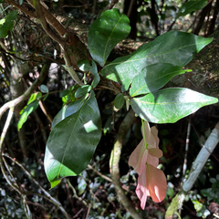 Cynometra ramiflora, photograph (c) Gabriel, some rights reserved (CC BY)