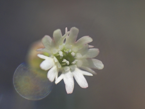 Silene grayi, 2026-06-05