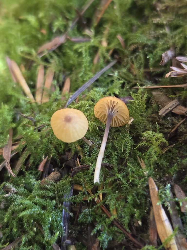 Collared Mosscap · June 2026 · photo: Photo: (c) Mandy Hackney, some rights reserved (CC BY) · iNaturalist