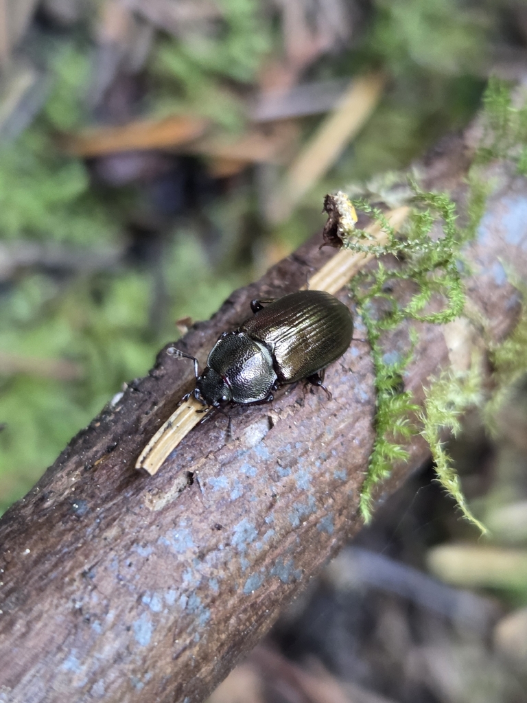 Agassiz's flat-horned stag beetle