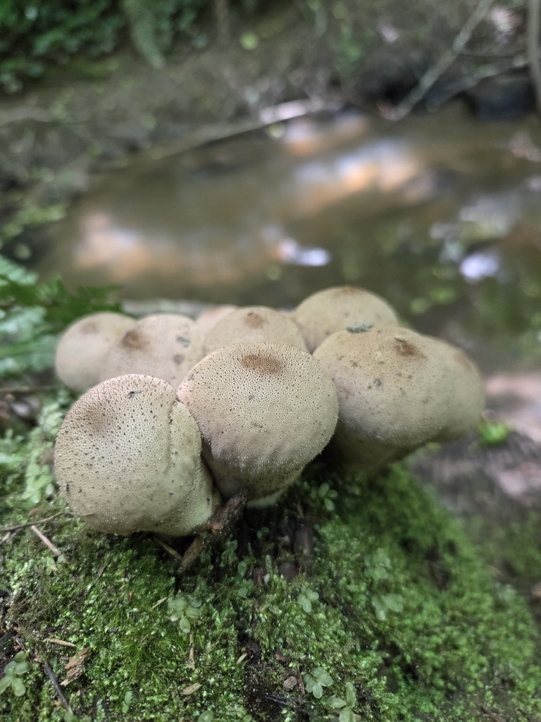 Pear-shaped Puffball · June 2026 · photo: Photo: (c) Mandy Hackney, some rights reserved (CC BY) · iNaturalist