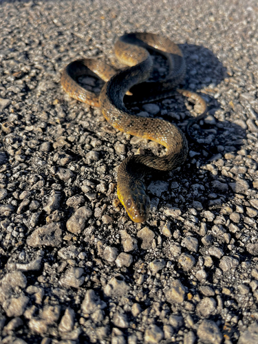 Florida Green Watersnake
