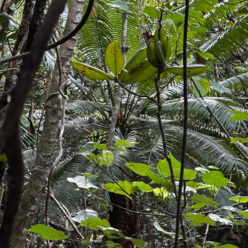 Cycas micronesica, photograph 6
