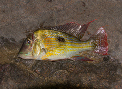 Geophagus