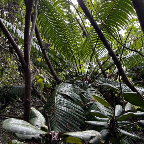 Cycas micronesica, photograph 5