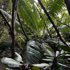 Cycas micronesica, photograph (c) Gabriel, some rights reserved (CC BY)